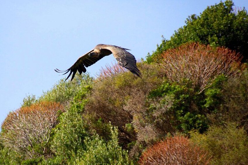 Alghero: Jeep tour to discover nature and breathtaking landscapes 4