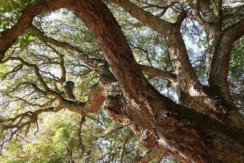 Alghero: Jeep tour to discover nature and breathtaking landscapes 2