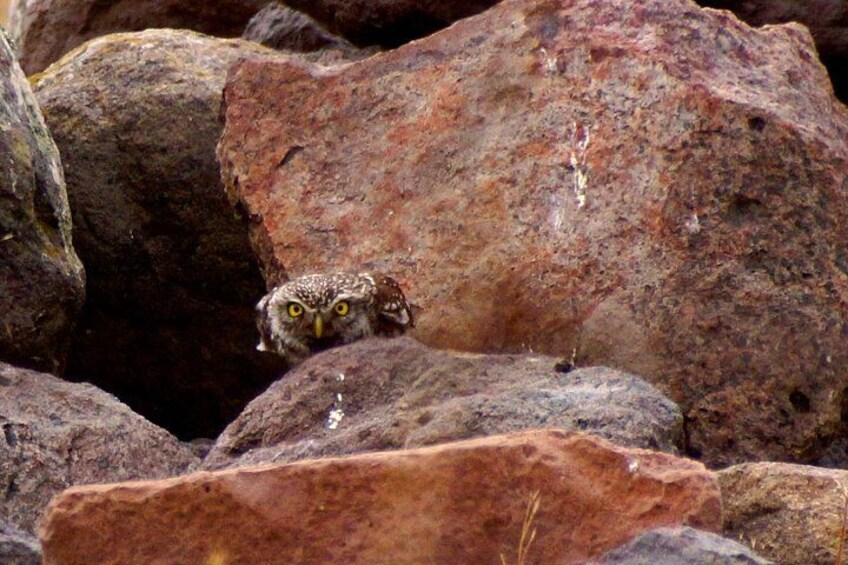 An owl perched on rocks. 5