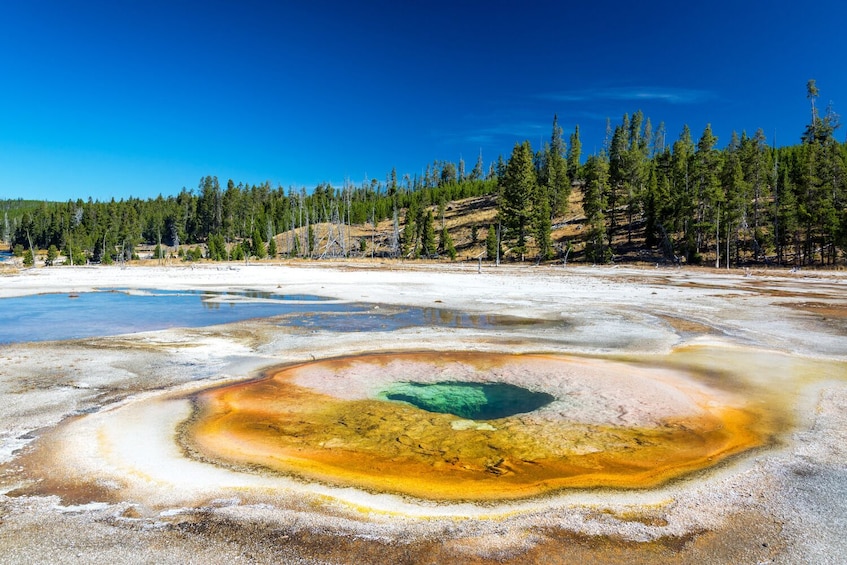 Et geotermisk område med mineralaflejringer og skov i baggrunden. 5