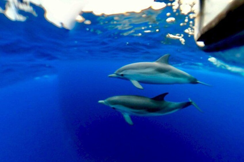 Zwei Delfine schwimmen in einer blauen Unterwasserlandschaft. 1