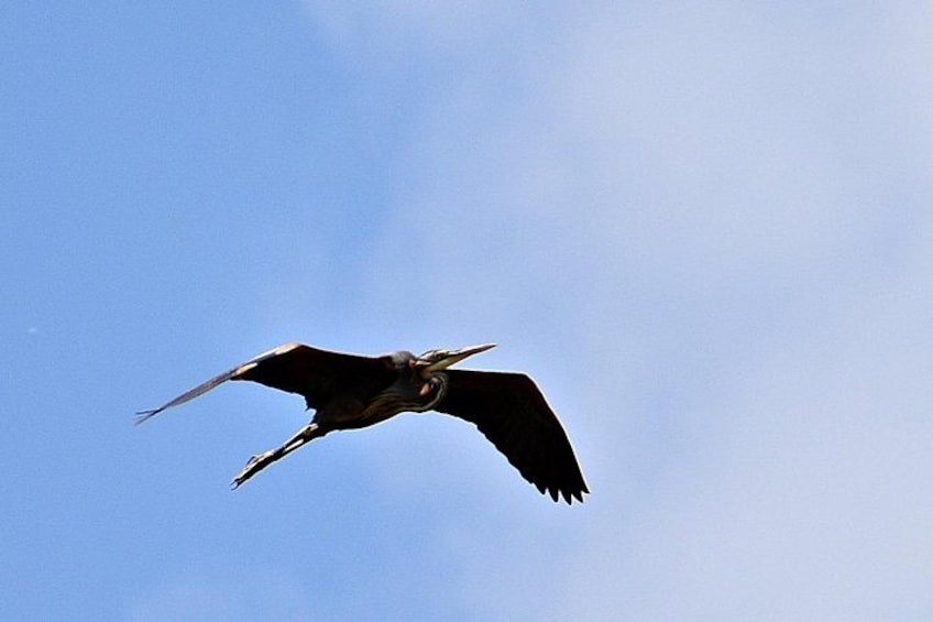 Un pájaro volando contra un cielo despejado. 1