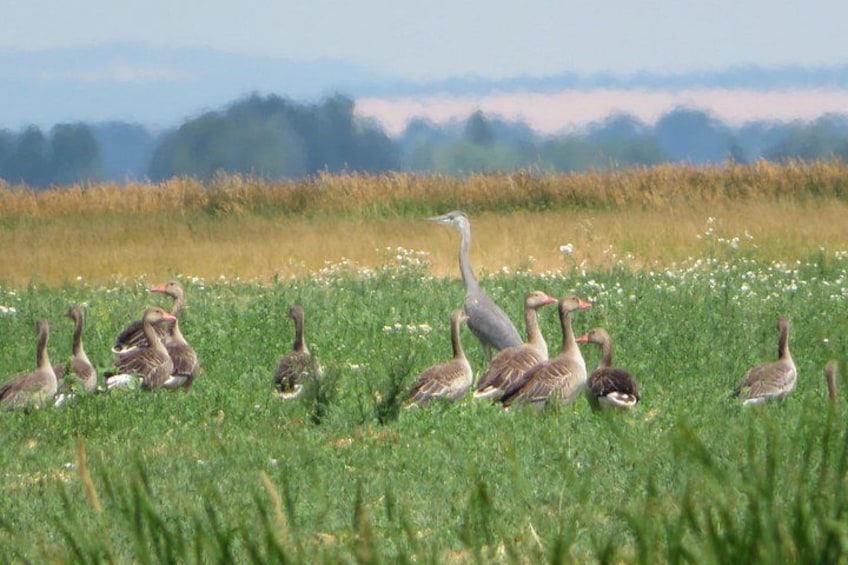 Un grupo de gansos en un campo cubierto de hierba, con un fondo borroso de árboles y colinas. 4