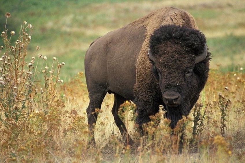 Un bison dans un champ herbeux, avec des plantes sèches et un arrière-plan verdâtre flou. 1