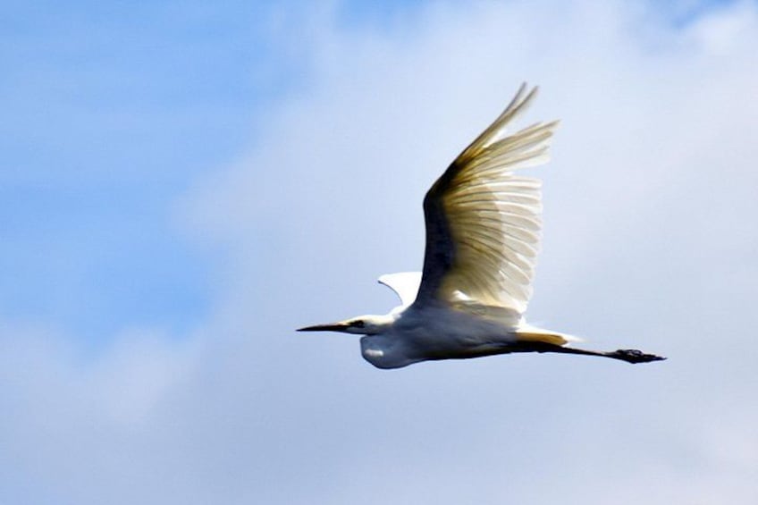 Un oiseau en plein vol sur fond de ciel dégagé. 2