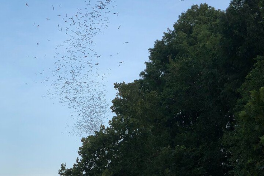 Un grupo de pájaros volando en el cielo sobre un bosque frondoso. 2