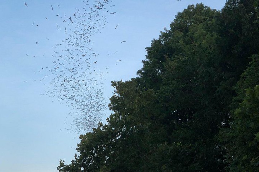Downtown Austin Sunset Kayak Tour with 1.5 Million Bats 3