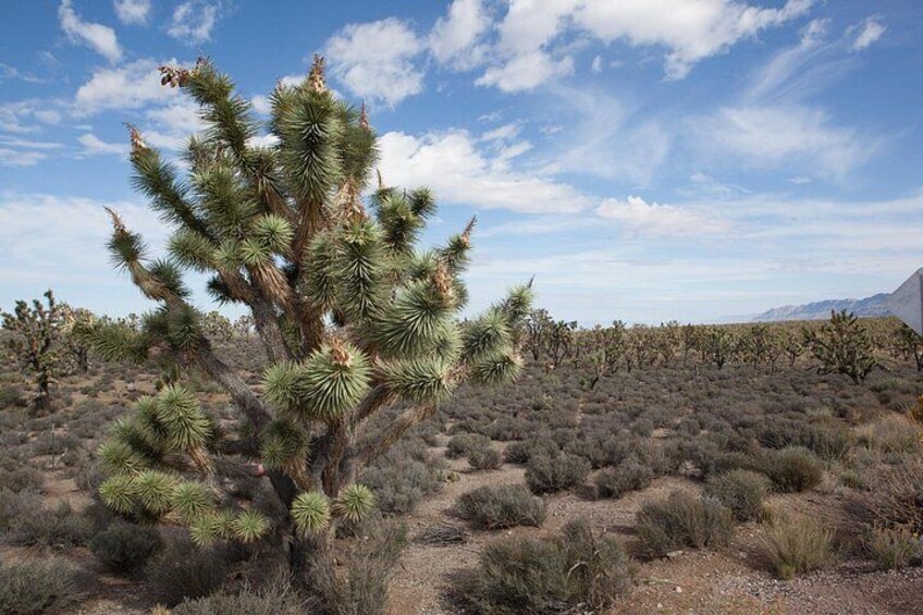 A desert landscape with a prominent Joshua tree and sparse vegetation. 3