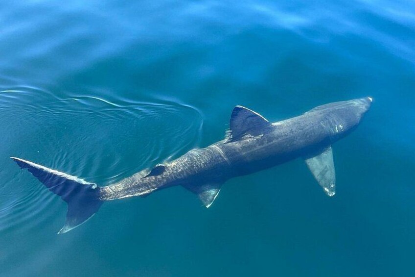A large fish swimming in clear blue water. 5