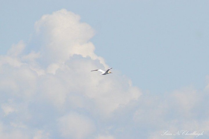 A bird flying in the sky. 3