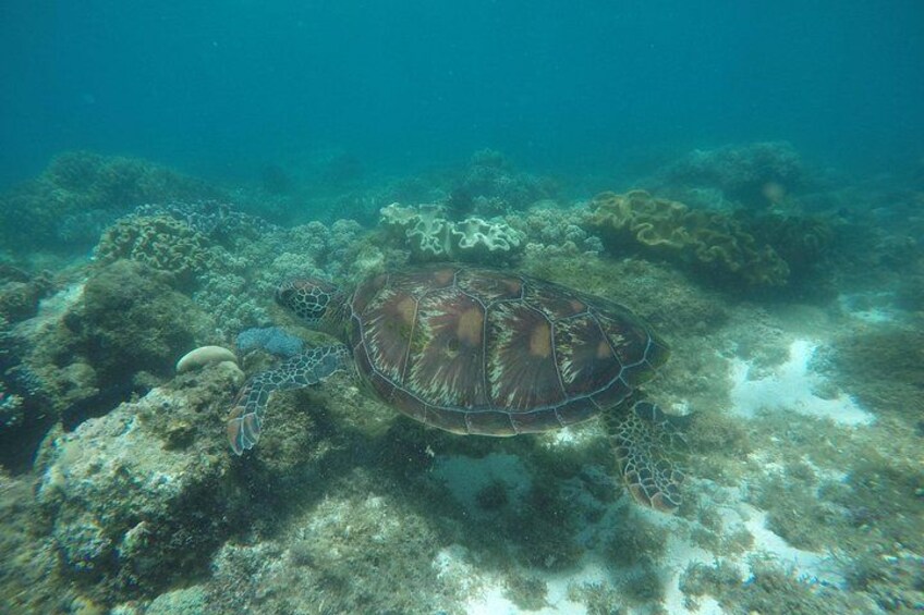 Whale Shark, Canyoneering, Sardines Run and Turtles with Transpo 4