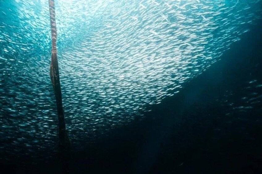 Whale Shark, Canyoneering, Sardines Run and Turtles with Transpo 2