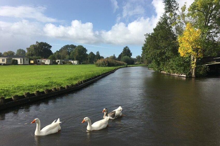 Un canal où nagent des cygnes, bordé de verdure et surplombé d’un ciel dégagé. 4