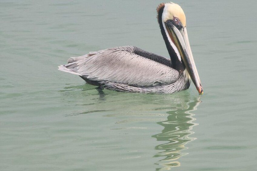 A pelican floating on calm water. 5