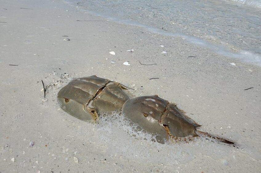 Two stingrays on a sandy beach. 2