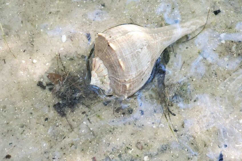 A seashell on a sandy beach. 3