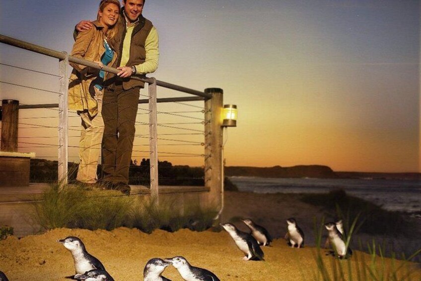 Un couple se tient sur une rambarde, surplombant une plage où l’on aperçoit des pingouins au premier plan. 1