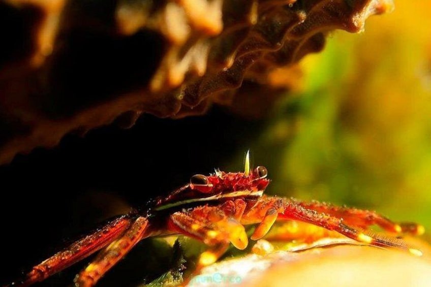 A close-up of a red crab with a yellowish shell, set against a blurred background of a coral reef. 2