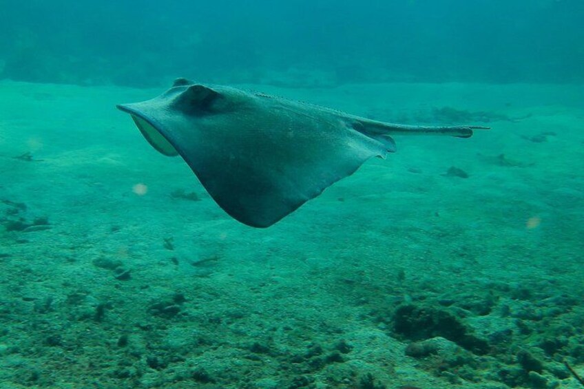 A stingray swimming underwater. 3