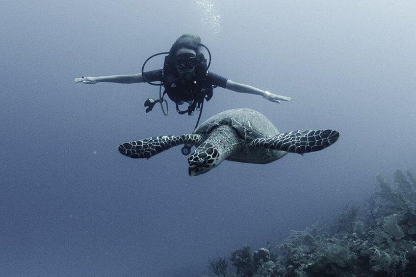 A diver and a sea turtle swimming underwater. 4