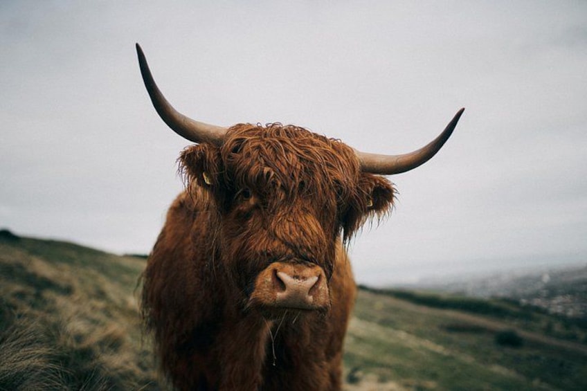 Une vache des Highlands, reconnaissable à ses grandes cornes, se tient sur une colline herbeuse. 1