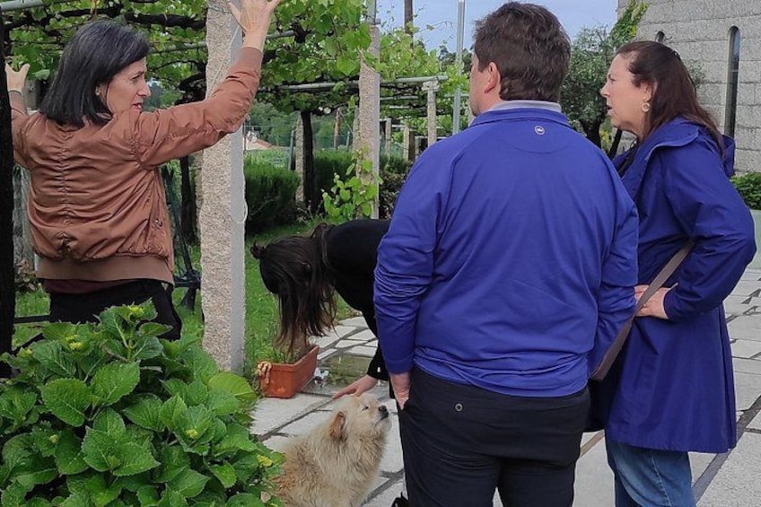 A group of people interacting with a dog in a garden with plants and a stone wall. 4