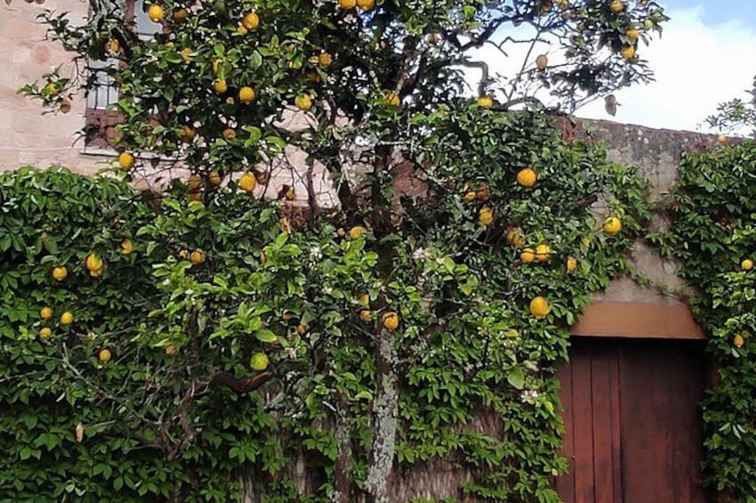 A tree with ripe lemons, a wooden door, and a stone wall. 2