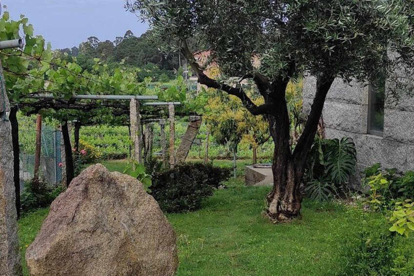 A garden with a pergola, a large rock, and a tree. 3
