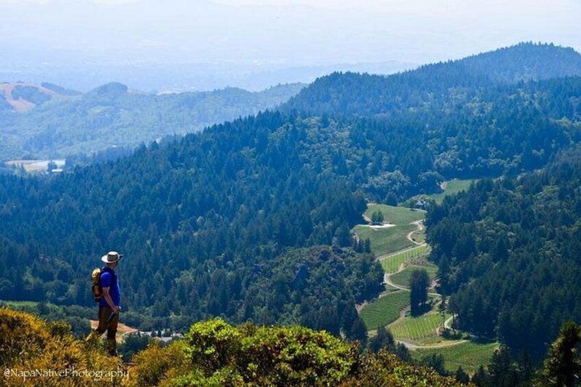 Napa Valley Redwood Hike 2