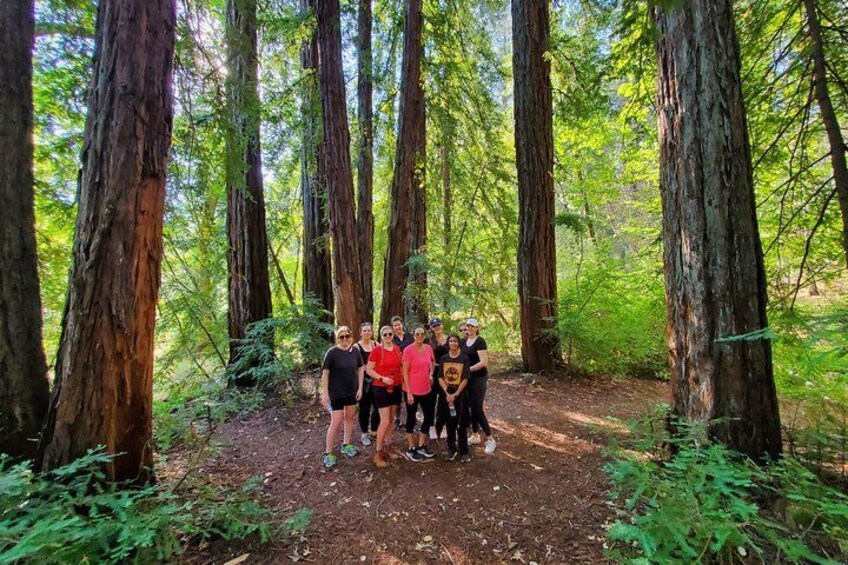 Napa Valley Redwood Hike 1