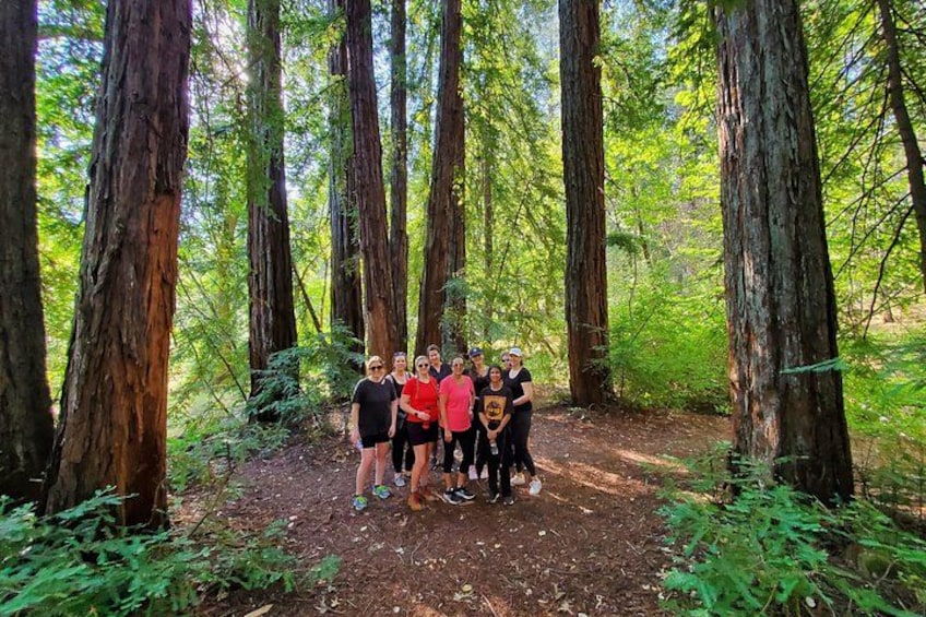 Napa Valley Redwood Hike 1
