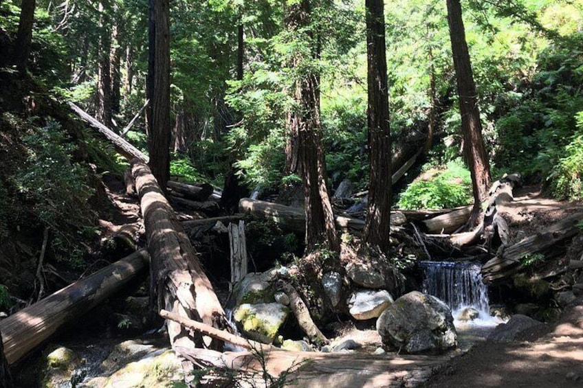 A forest with a fallen tree, a small waterfall, and a rocky stream. 4