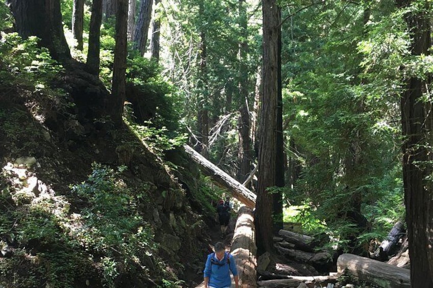 A forest with tall trees, a fallen log, and a person in a blue jacket. 1