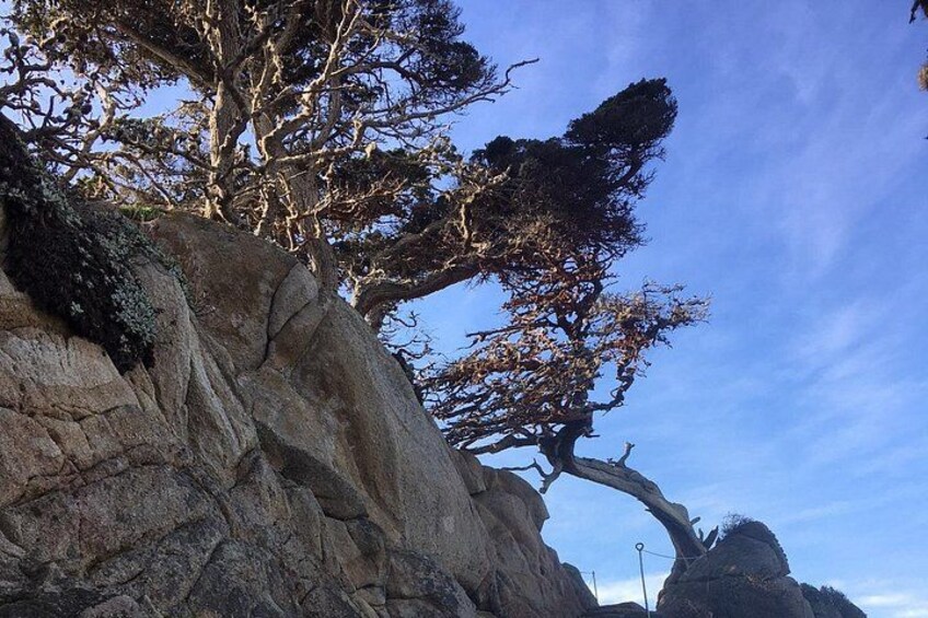 A rocky cliff with a leaning tree and a clear sky. 3