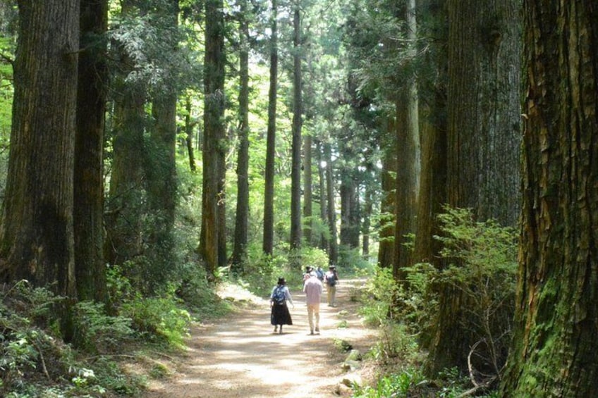 Cedar Avenue 4