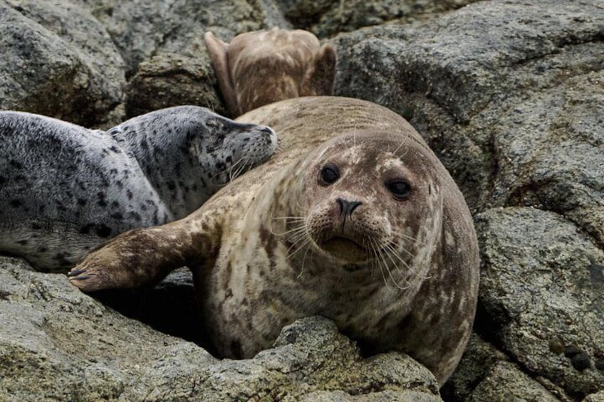 Twee zeehonden rusten op rotsachtig terrein. 3