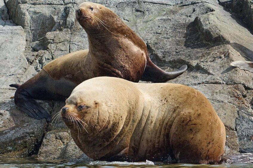 Twee zeehonden rusten op rotsen aan het water. 5