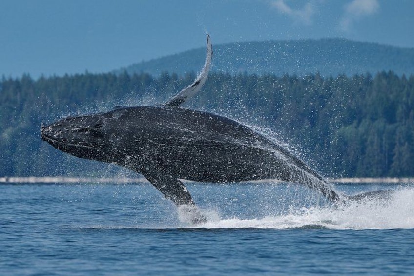 A whale breaching the water with a splash, surrounded by a forested landscape. 2