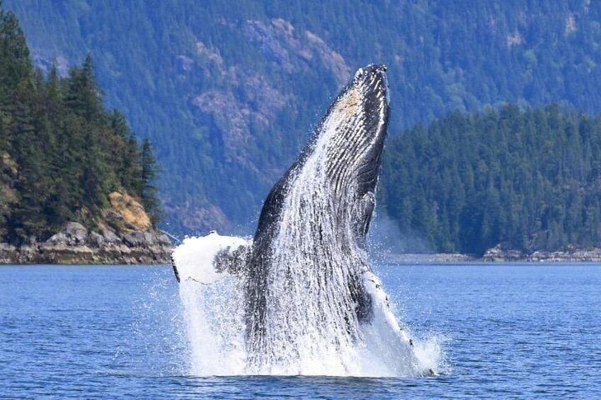 Een walvis springt uit het water, omringd door opspattend water. 2