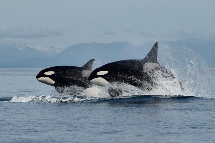 Two orcas breaching the water's surface with mountains in the background. 1