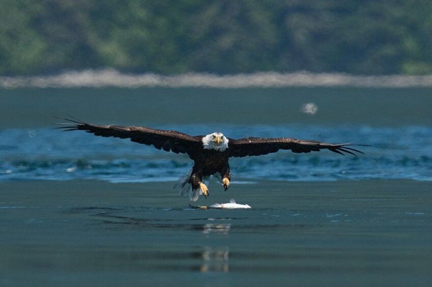 Bald eagle fishing in tidal rapids 3