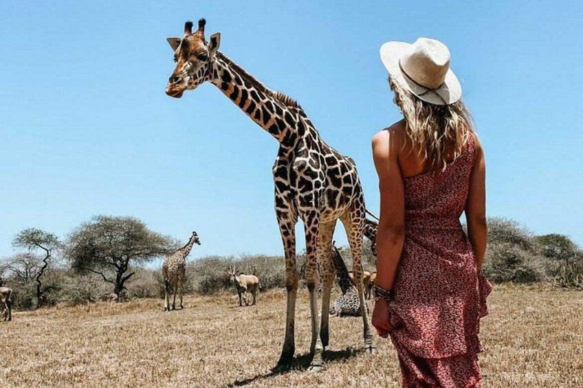Una jirafa, una mujer con un vestido rojo y un paisaje de sabana con árboles y otra fauna. 2