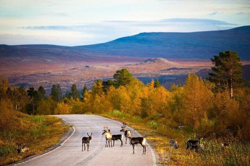 A road with deer crossing, surrounded by autumn foliage and distant mountains. 4