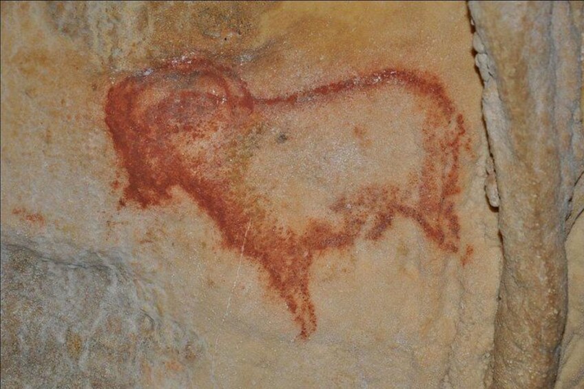 A cave wall with a red ochre drawing of a bison. 4