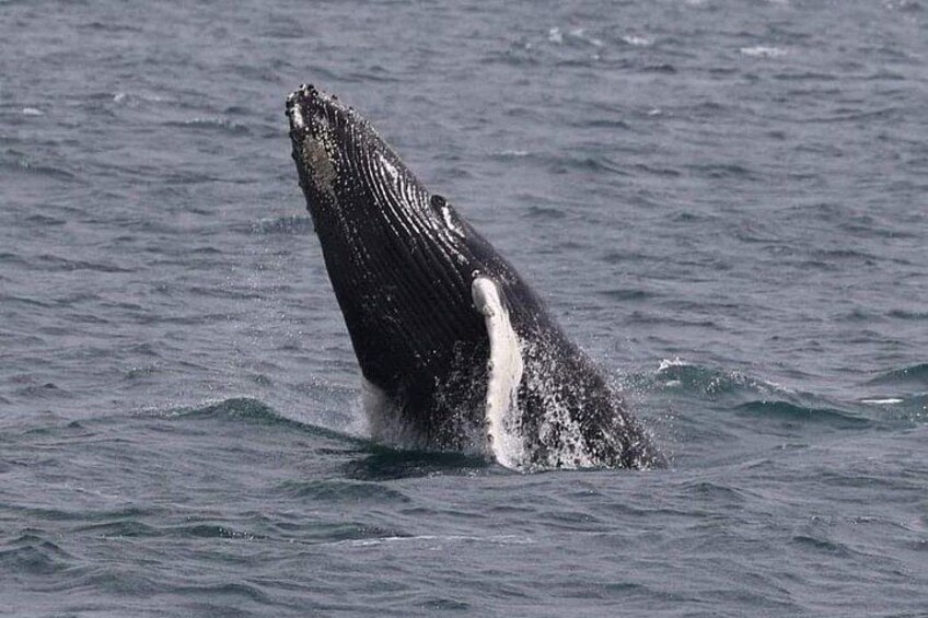 Whale Watching Cruise in New South Wales 5