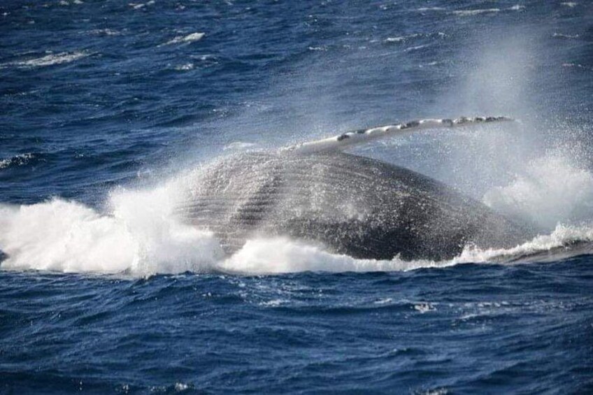 Una ballena emergiendo del agua, con agua salpicando a su alrededor. 2