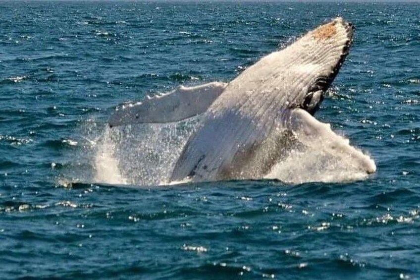 Una ballena rompe la superficie del agua, mostrando su cola. 3