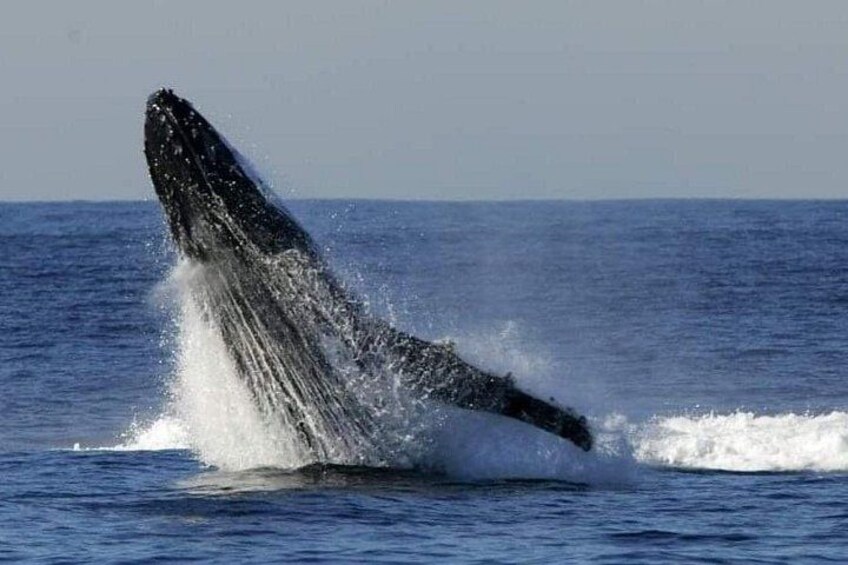 Whale Watching Cruise in New South Wales 4