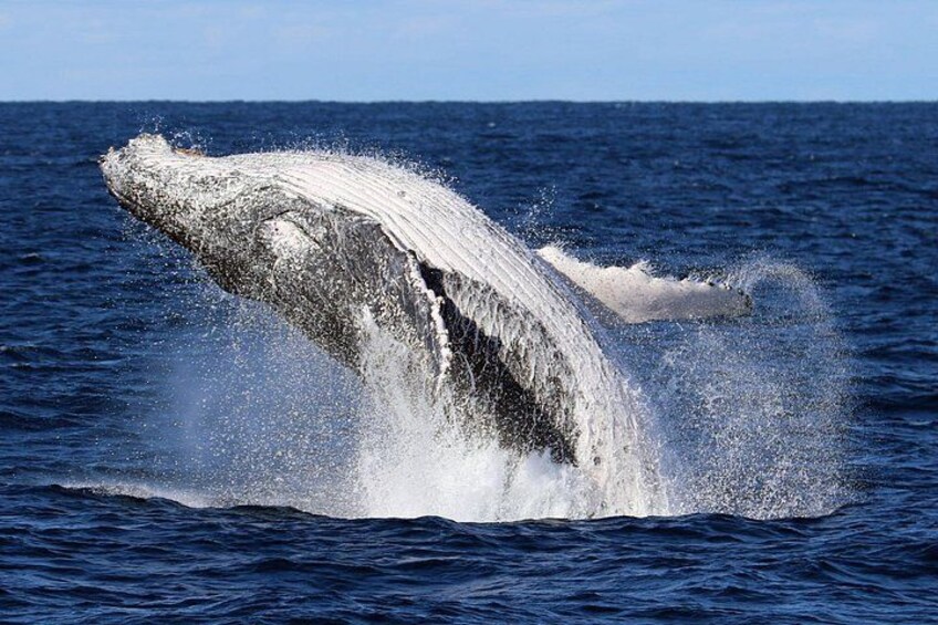 Whale Watching Cruise in New South Wales 1
