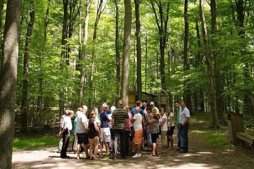 Discover Maple Sugar Bush Tour brings you into our working maple forest.